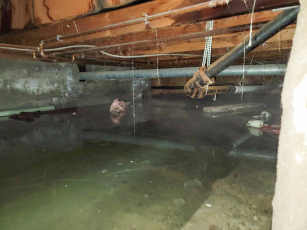 Best Carpet water damage restoration  in Greentown, IN